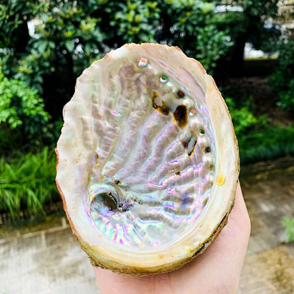 Abalone Shells	